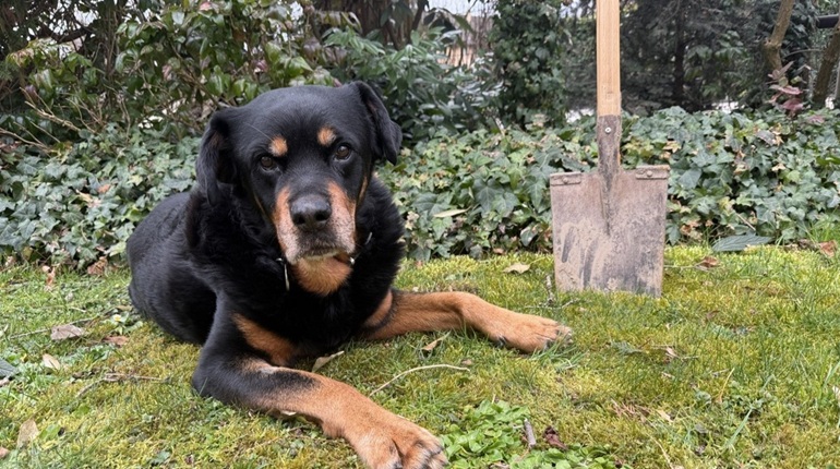 Rottweiler liegt neben einem Spaten